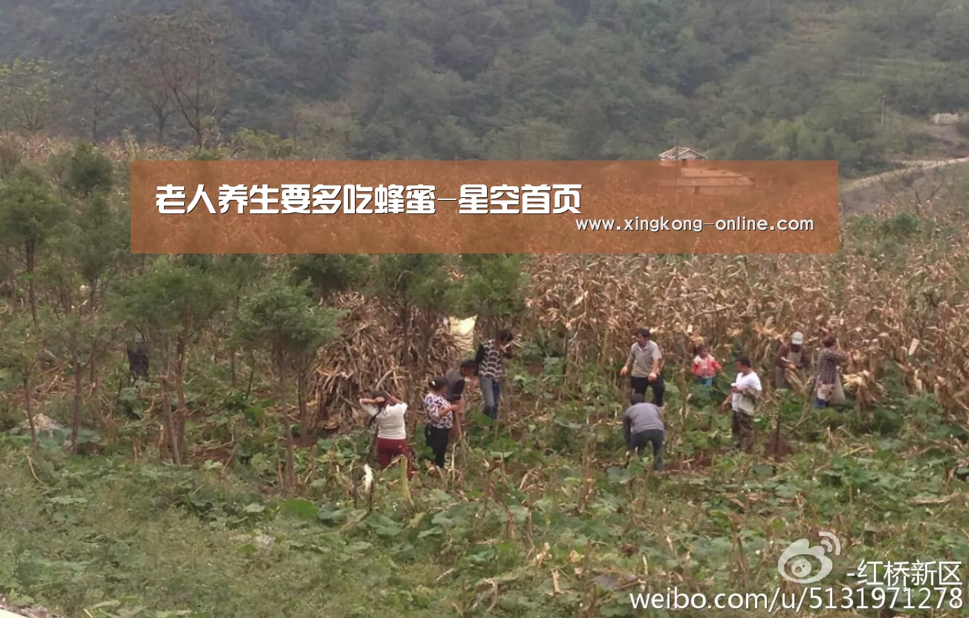 老人养生要多吃蜂蜜-星空首页(图1) 星空直播