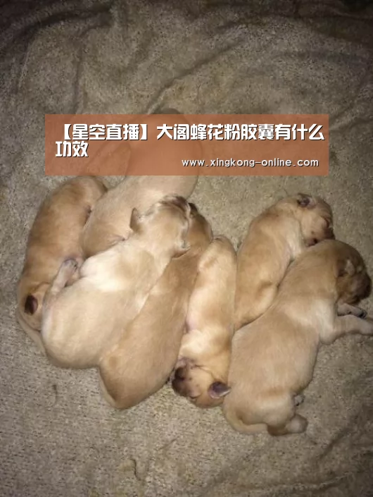星空直播